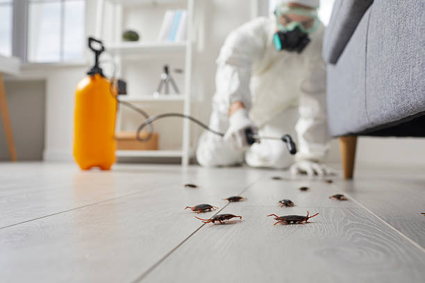 Post-Treatment Bed Bug Interceptor Monitoring in Ceres